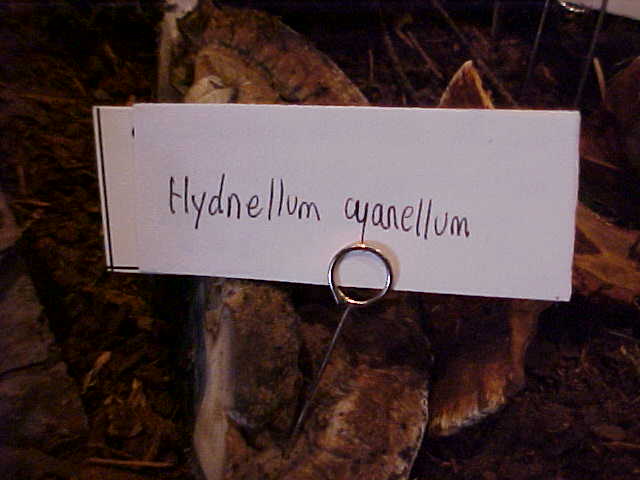 Hydnellum cyanellum image