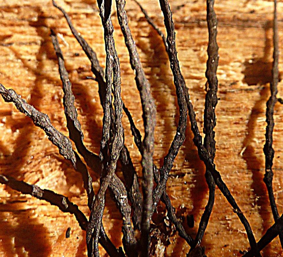 Xylaria scopiformis image