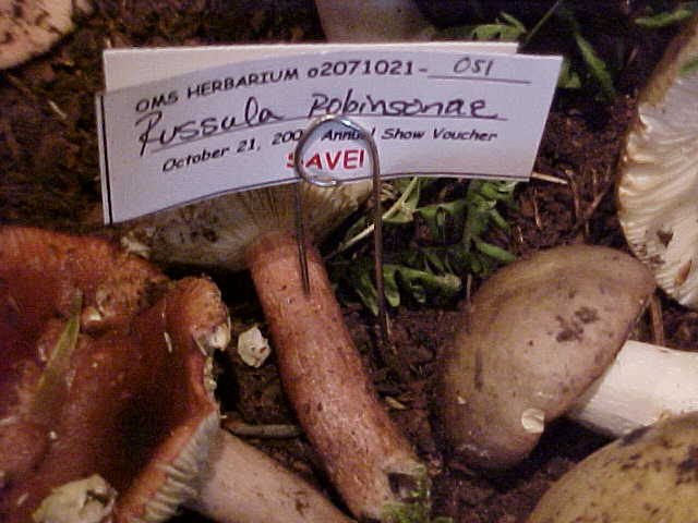Russula robinsoniae image