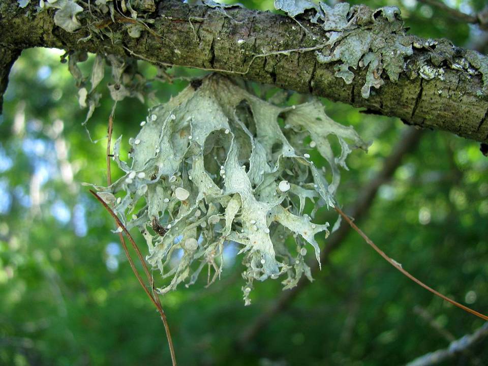 Ramalina sinensis image