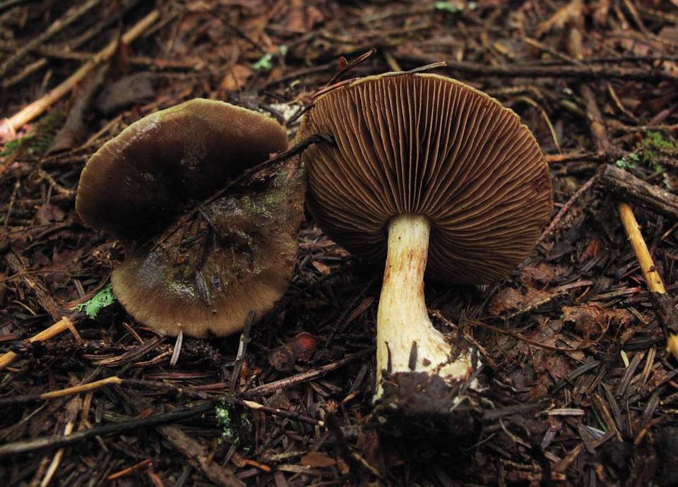Cortinarius olivaceus image