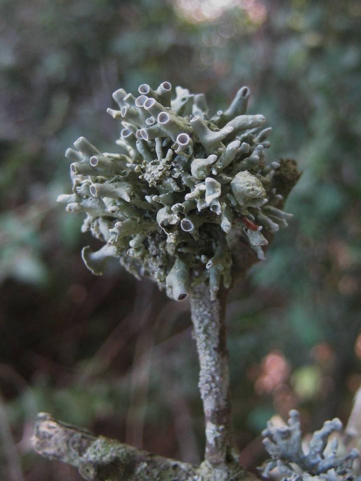 Ramalina inflata ssp. australis image