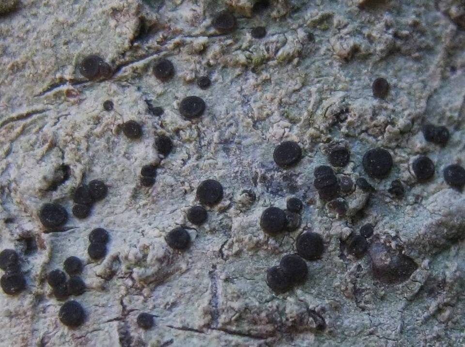 Bacidia absistens image