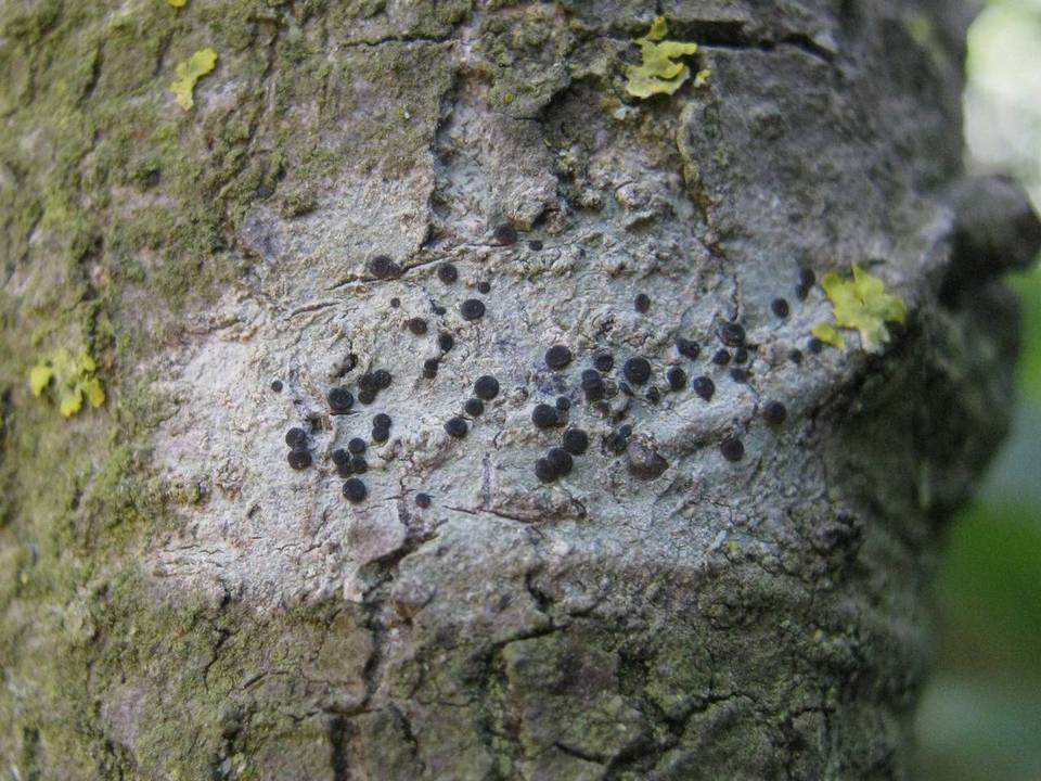 Bacidia absistens image