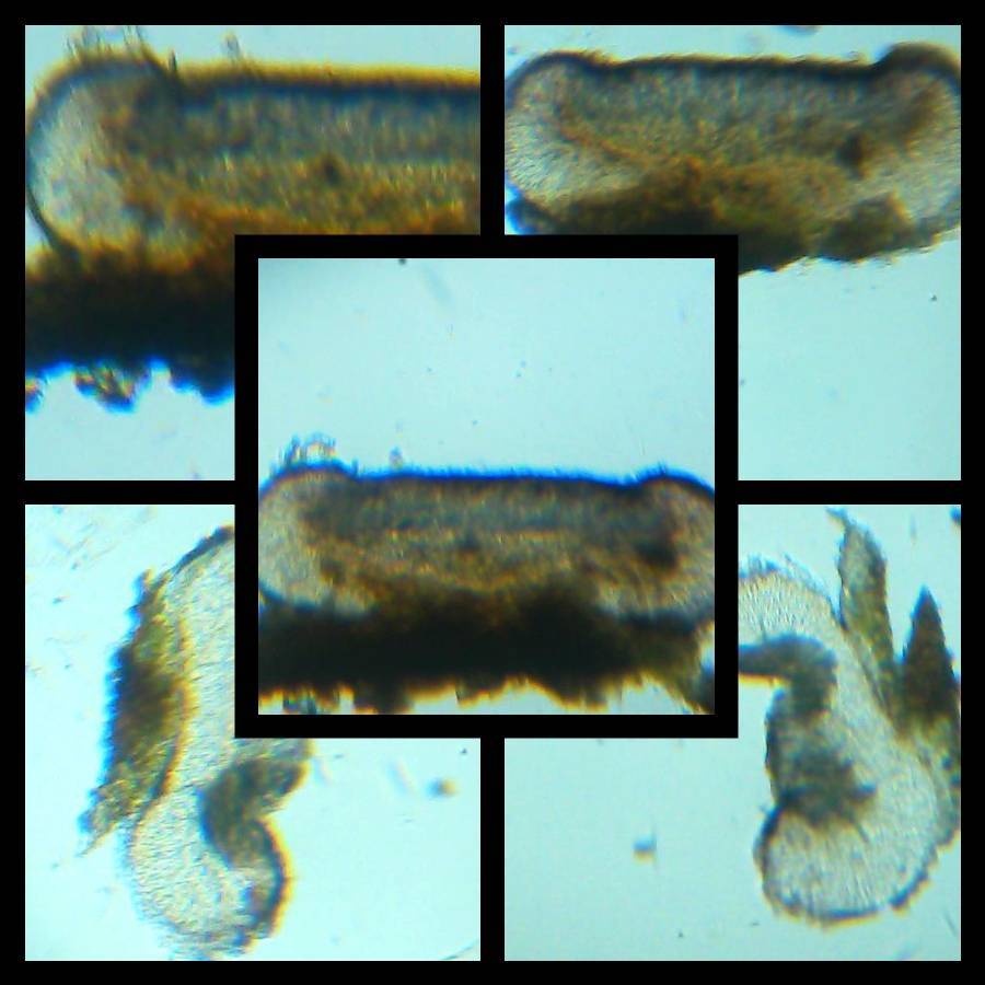 Bacidia absistens image