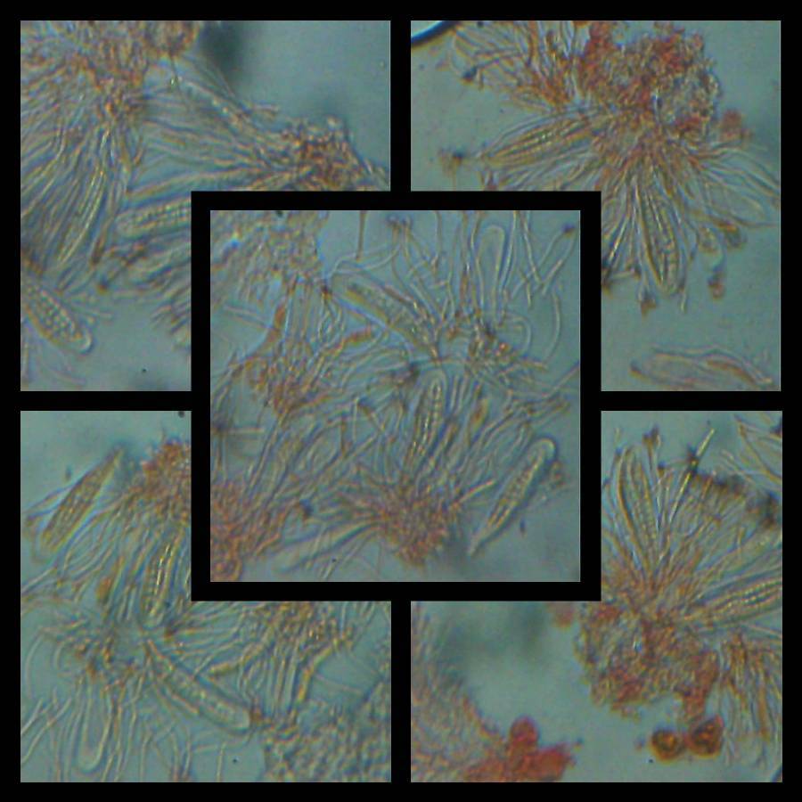 Bacidia absistens image