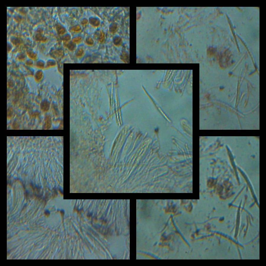 Bacidia absistens image