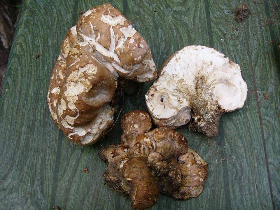 Hypomyces melanocarpus image