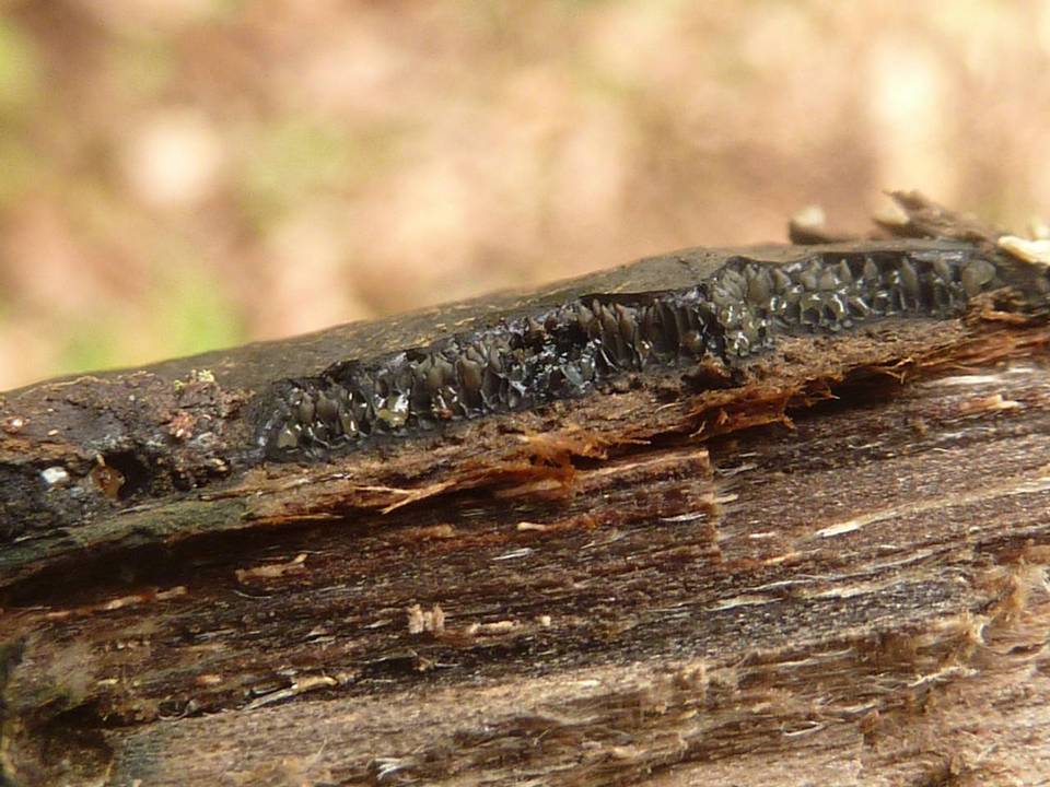 Camillea heterostoma image