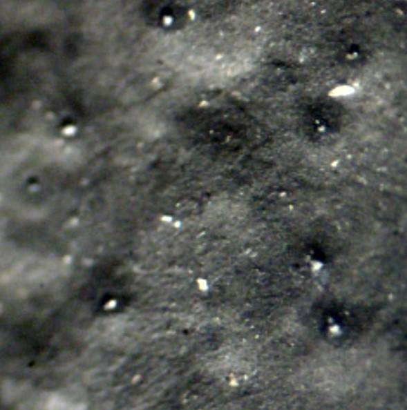 Camillea heterostoma image