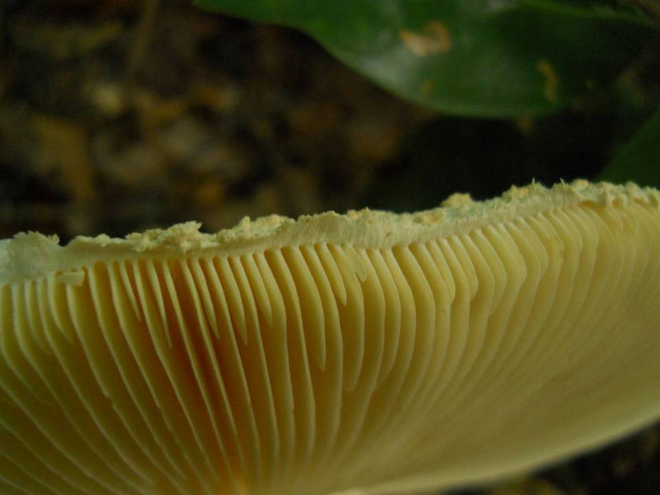 Amanita ravenelii image