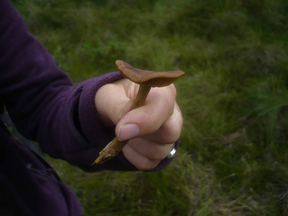 Cortinarius tubarius image