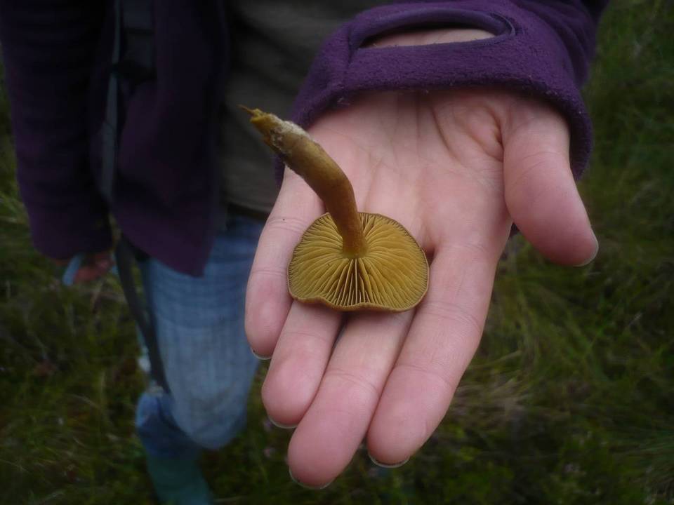 Cortinarius tubarius image