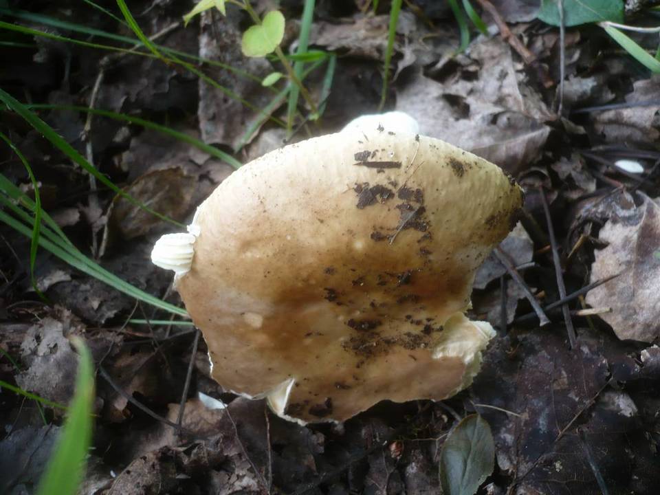 Russula versatilis image