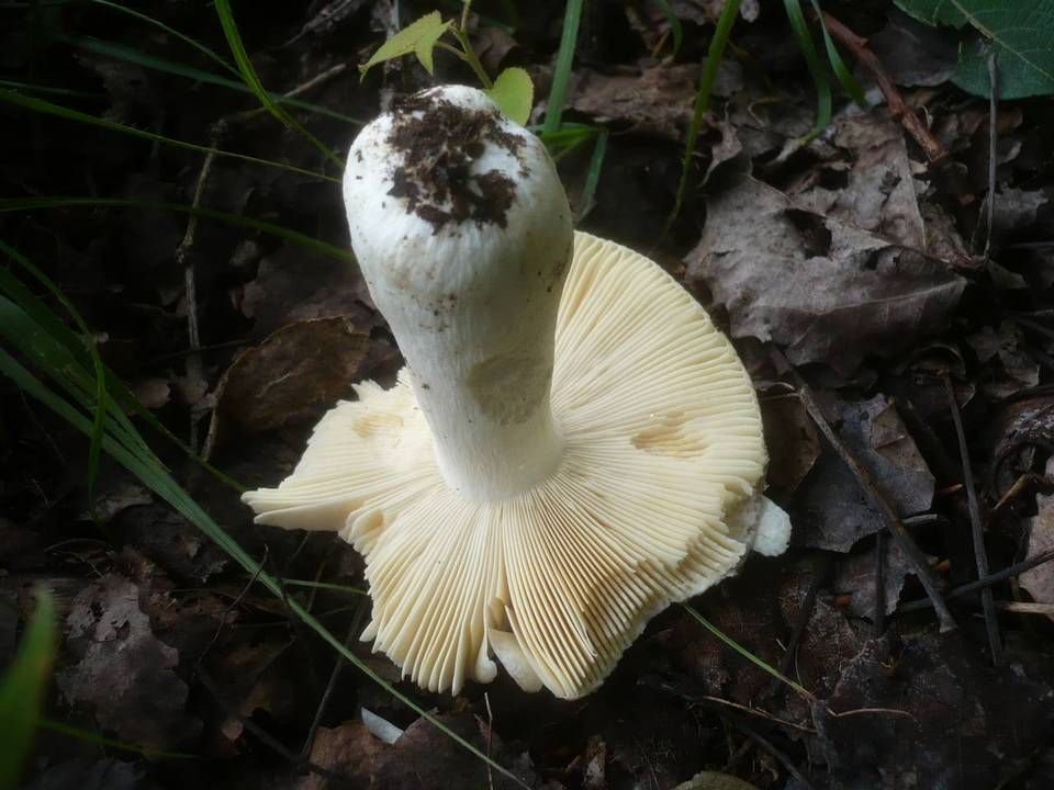 Russula versatilis image