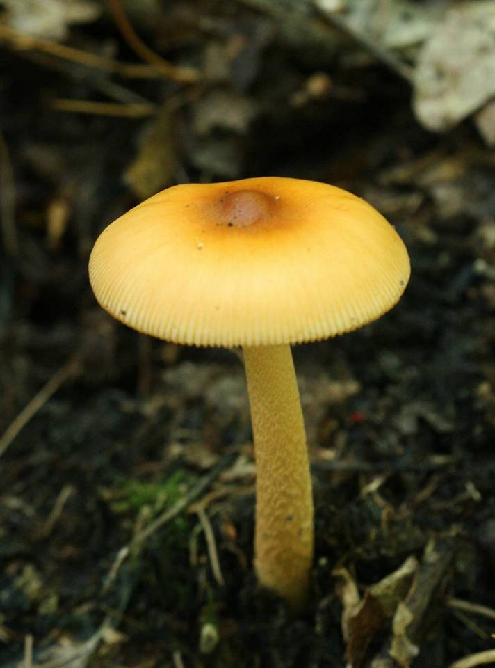 Amanita pseudocrocea image