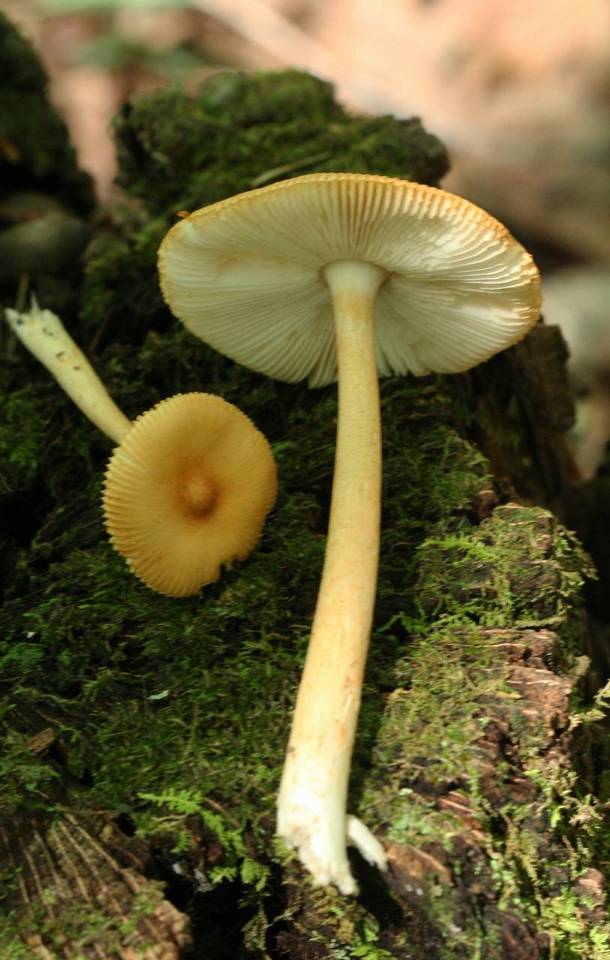 Amanita pseudocrocea image