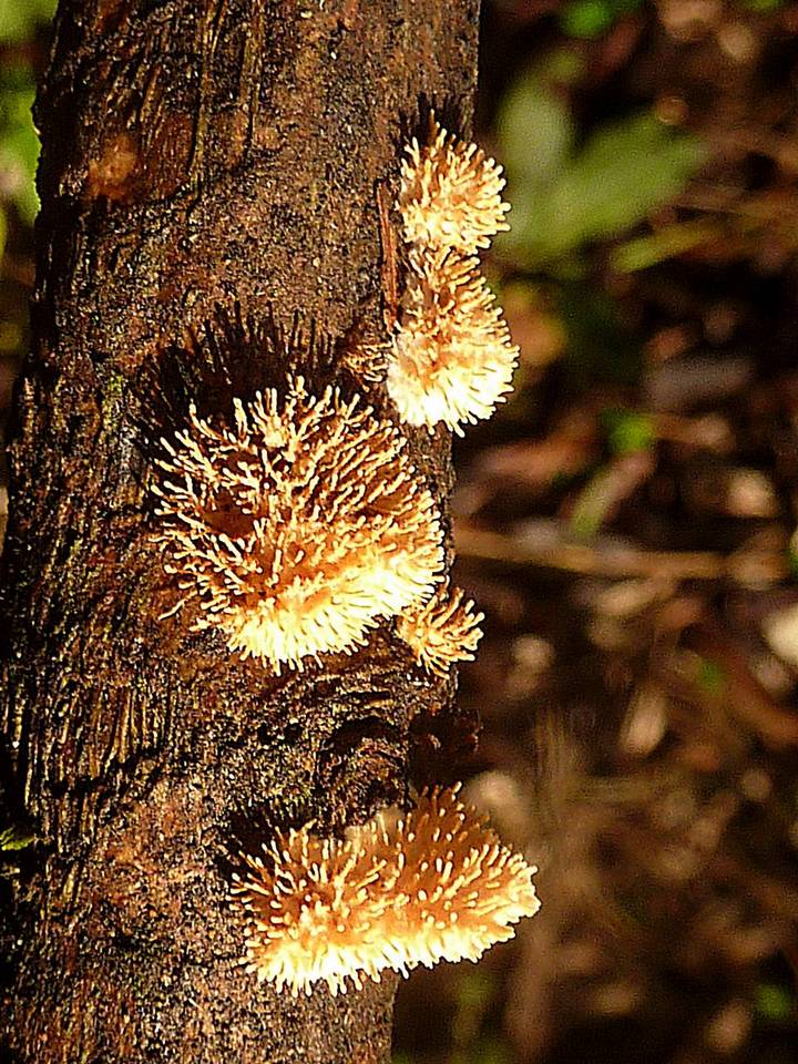 Echinoporia aculeifera image