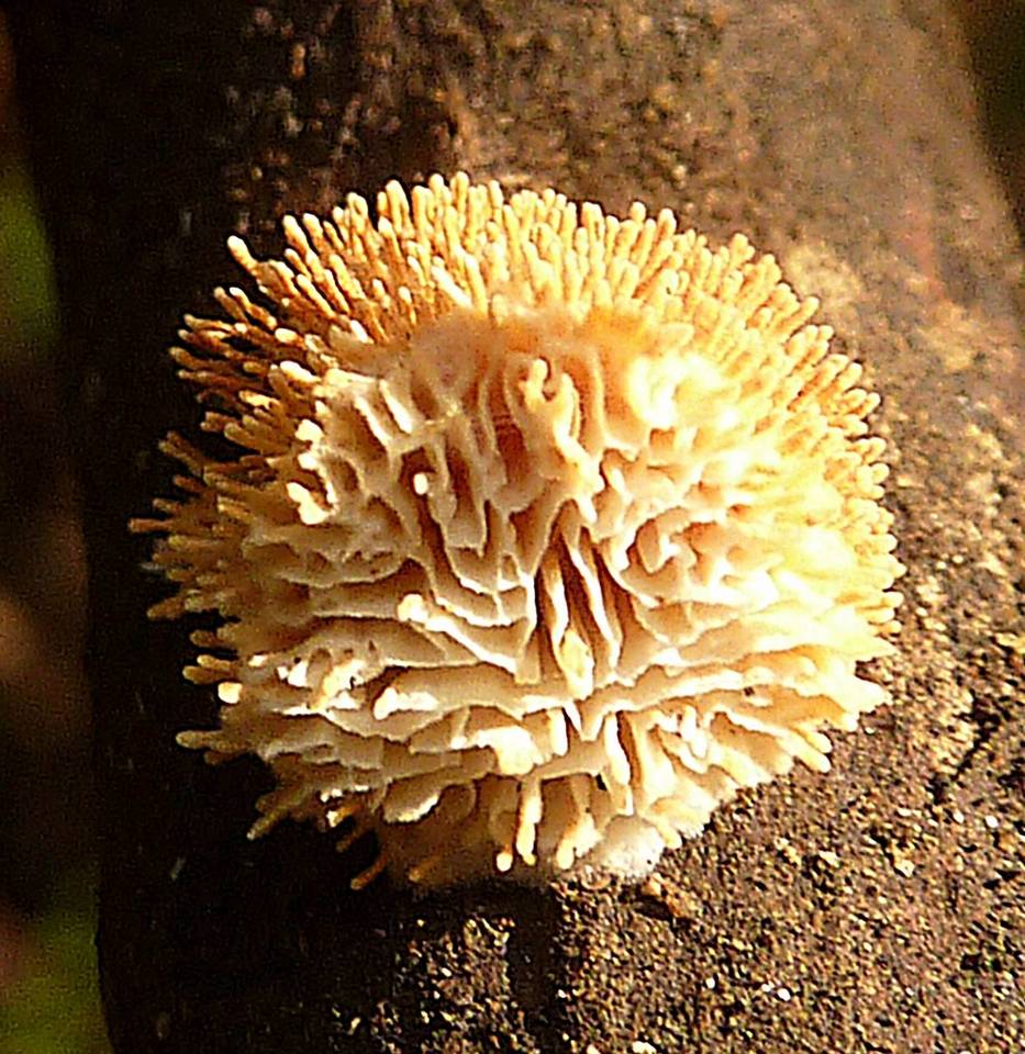 Echinoporia aculeifera image