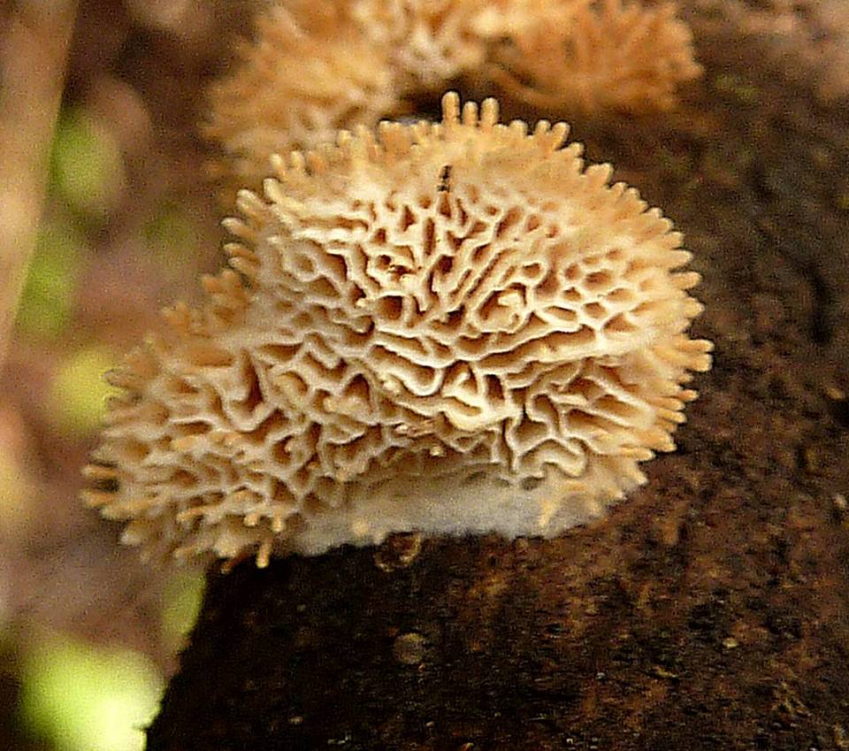 Echinoporia aculeifera image