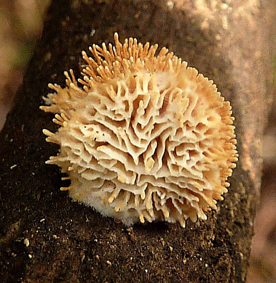 Echinoporia image