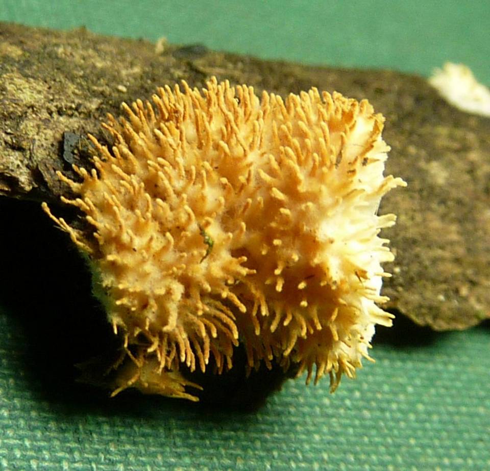 Echinoporia aculeifera image