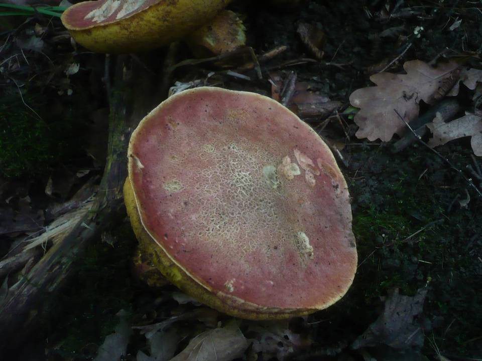 Boletus luridus var. rubriceps image