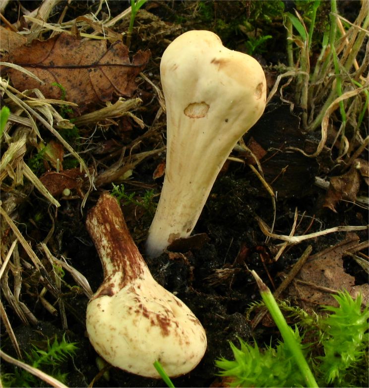 Clavariadelphus helveticus image