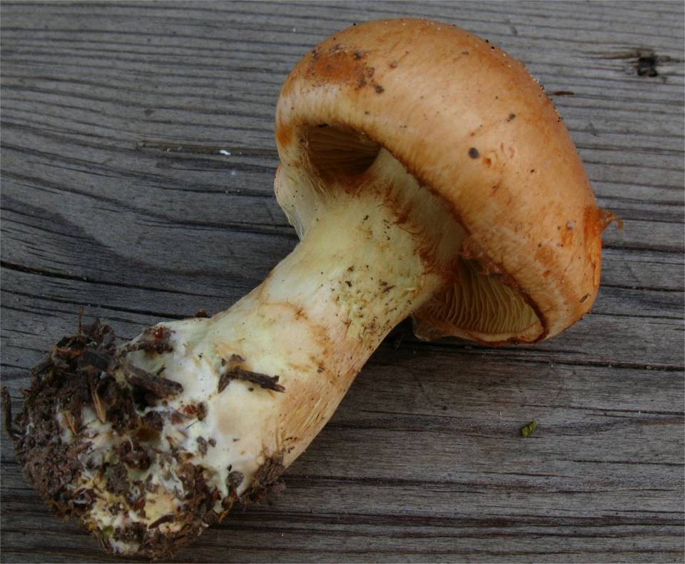Cortinarius percomis image