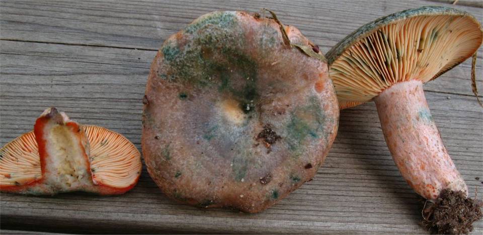 Lactarius semisanguifluus image
