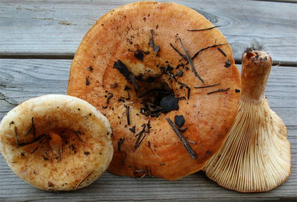 Lactarius evosmus image