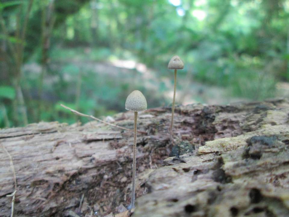 Panaeolus fraxinophilus image