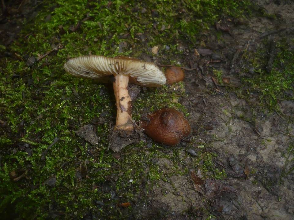 Inocybe transitoria image