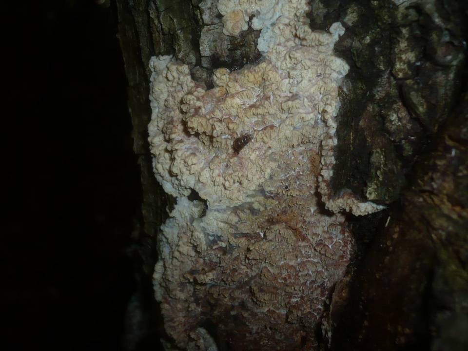 Basidioradulum tuberculatum image