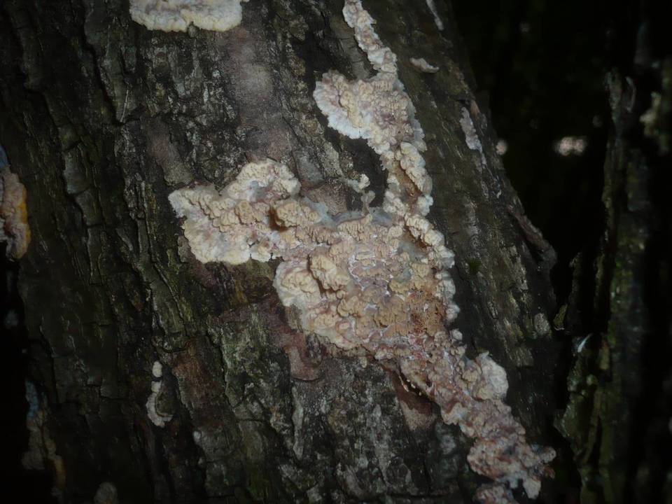 Basidioradulum tuberculatum image