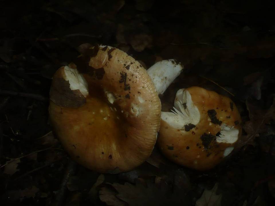 Russula maculata image