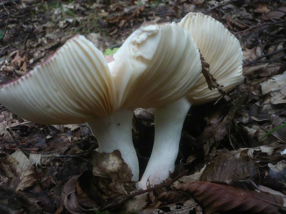 Russula vinosopurpurea image