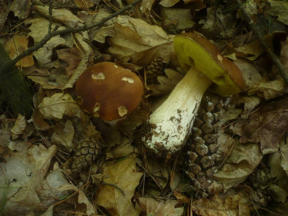 Boletus edulis f. quercicola image