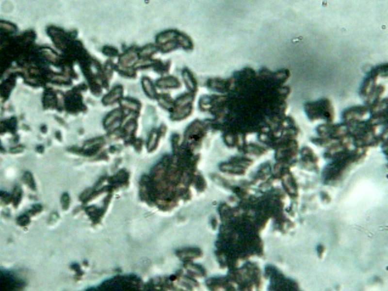 Whalleya microplaca image