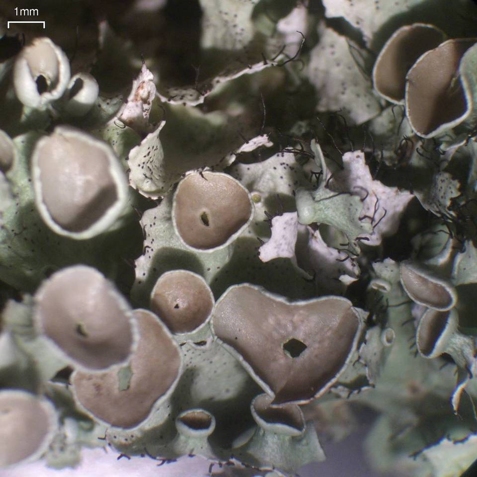 Parmotrema subrigidum image