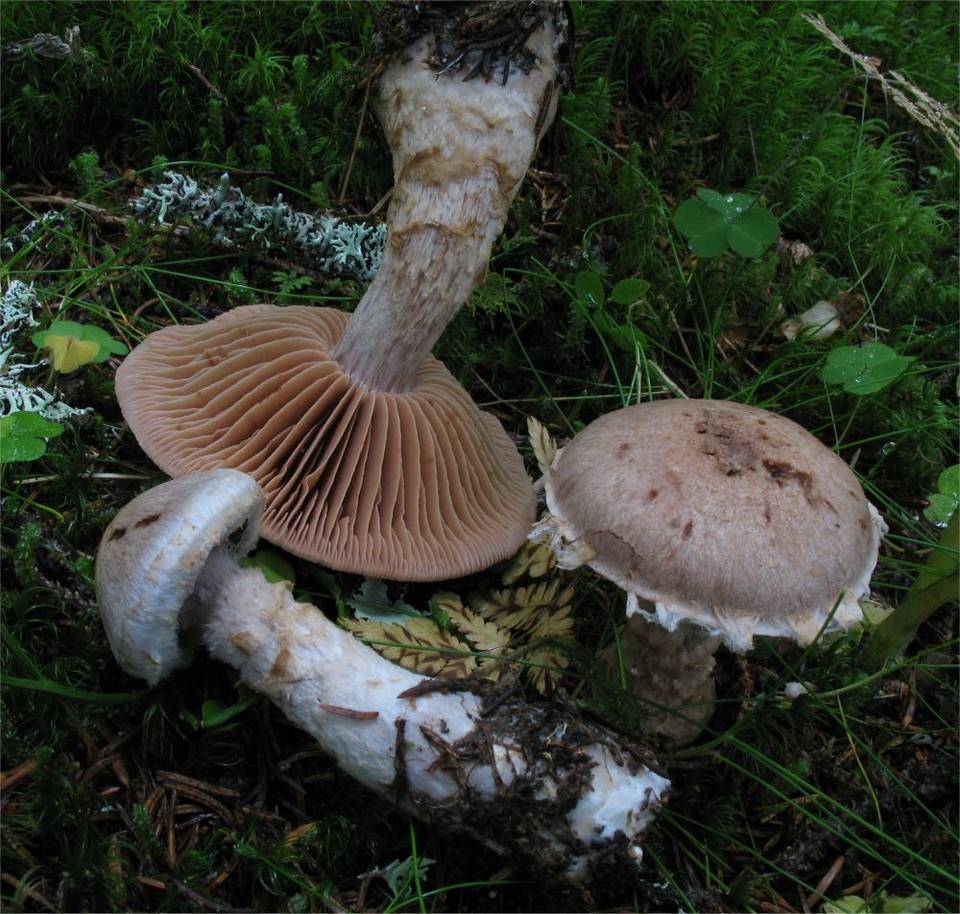 Cortinarius canabarba image