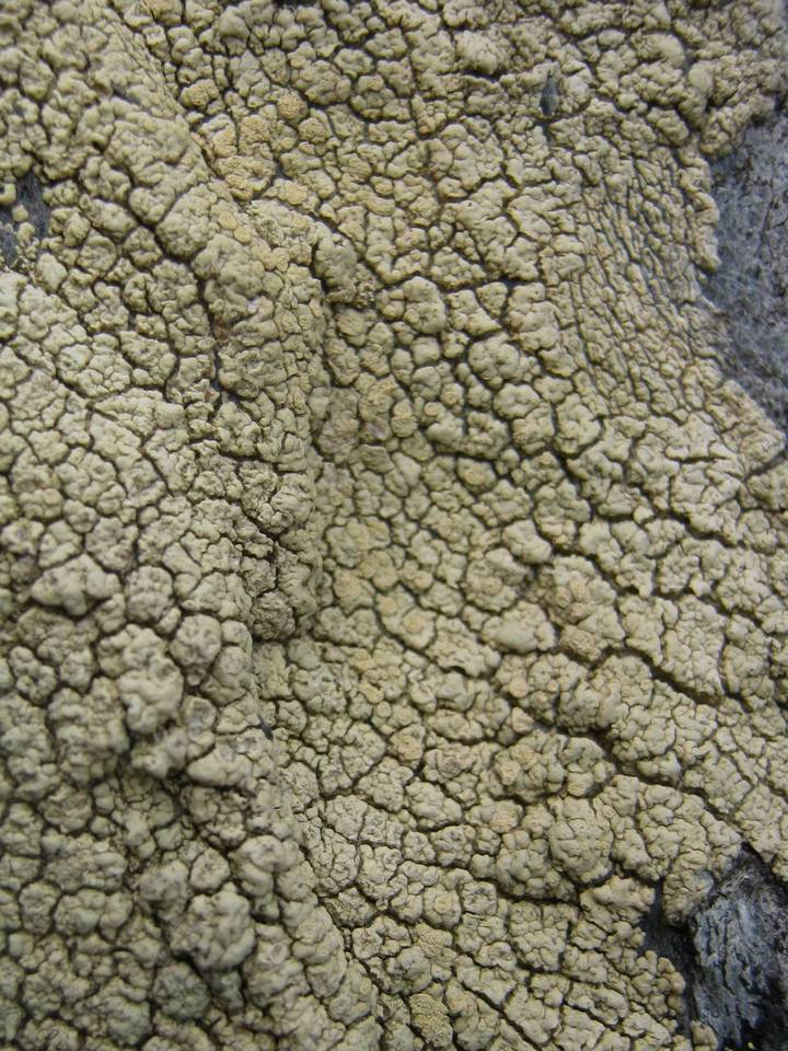 Pertusaria flavicans image