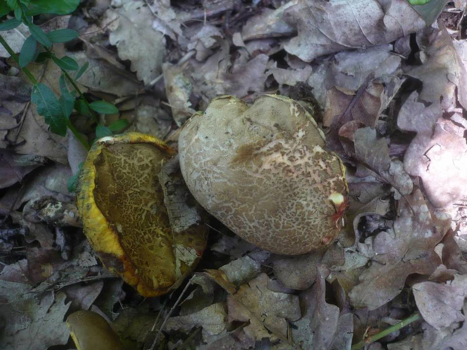 Xerocomus porosporus image