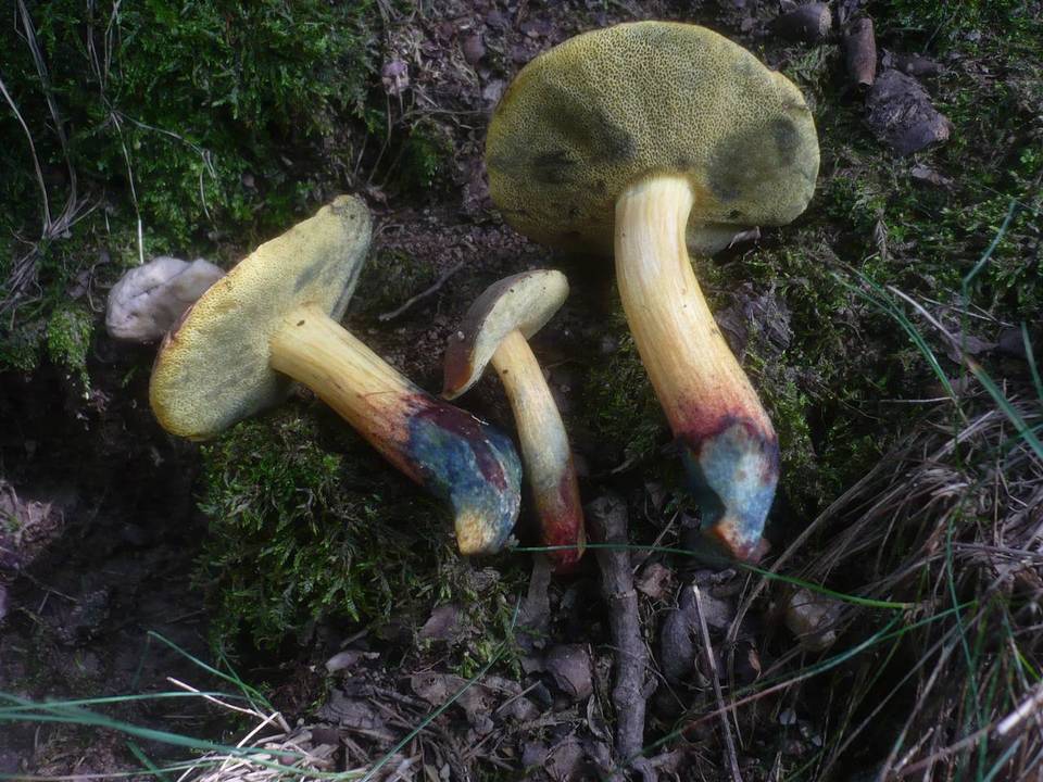 Boletus cisalpinus image