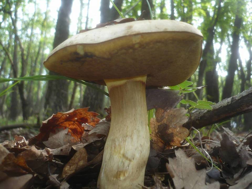 Boletus fechtneri image