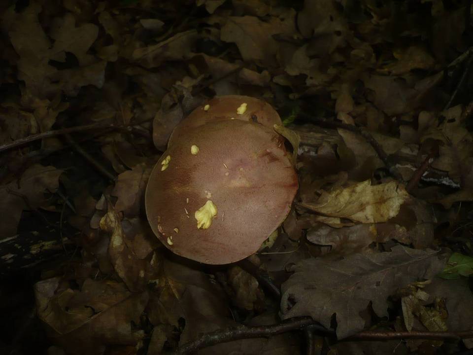 Boletus fechtneri image