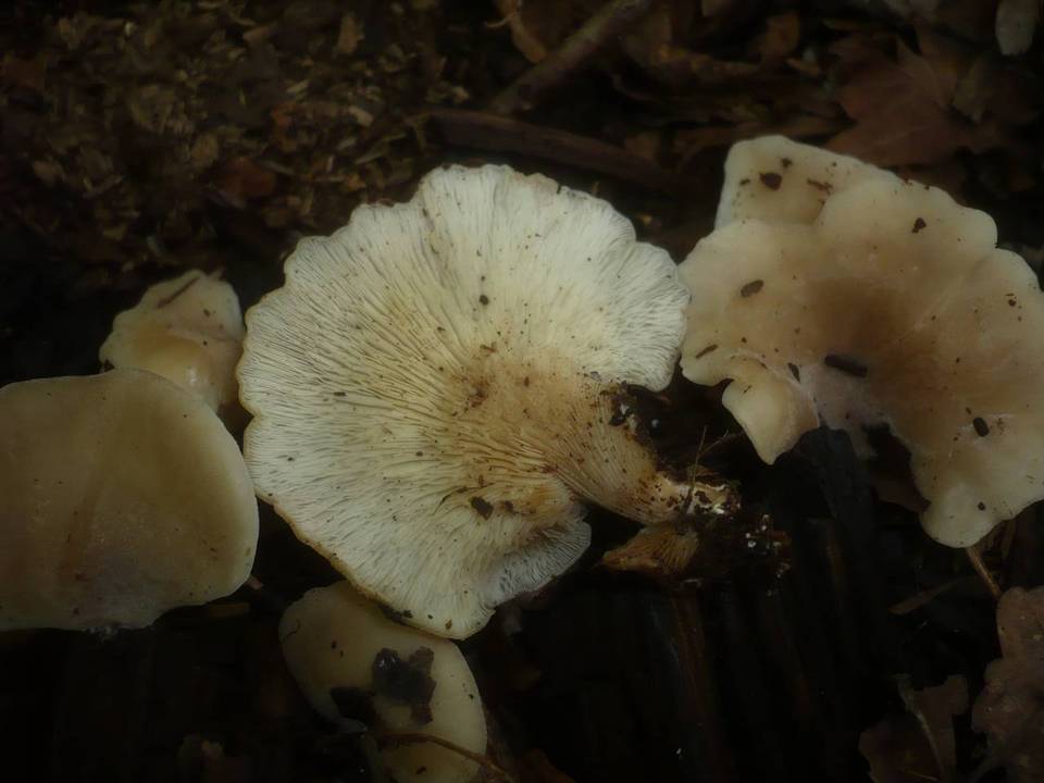 Hohenbuehelia auriscalpium image