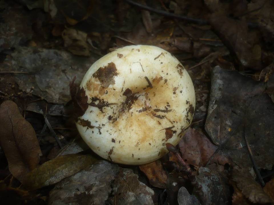 Lactarius evosmus image