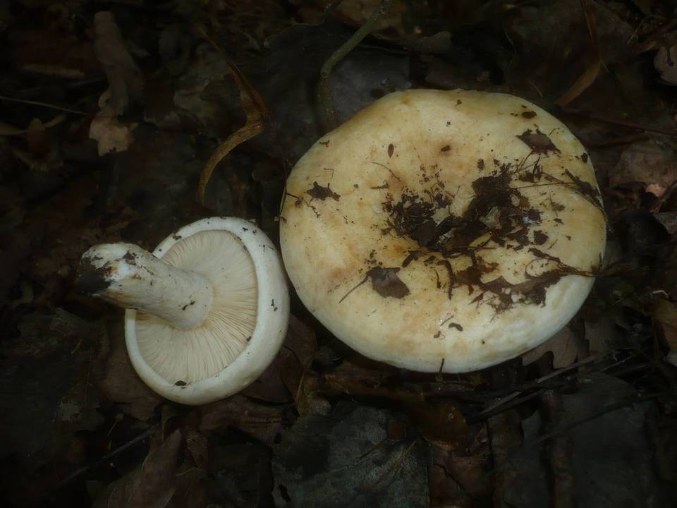 Lactarius evosmus image