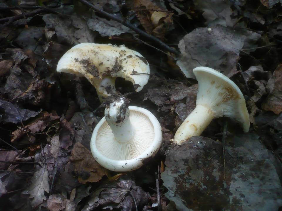Lactarius evosmus image